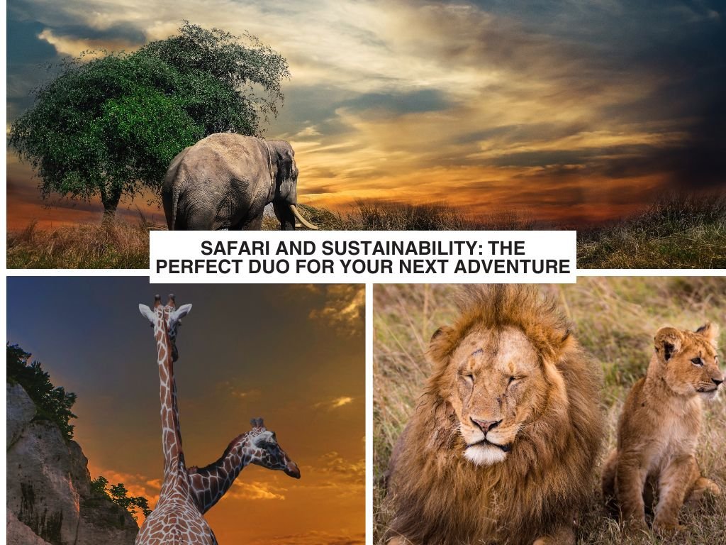 Safari and Sustainability: The Perfect Duo for Your Next Adventure