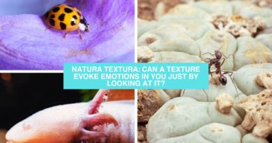 Natura Textura: ¿Puede una textura evocarte emociones con solo mirarla?