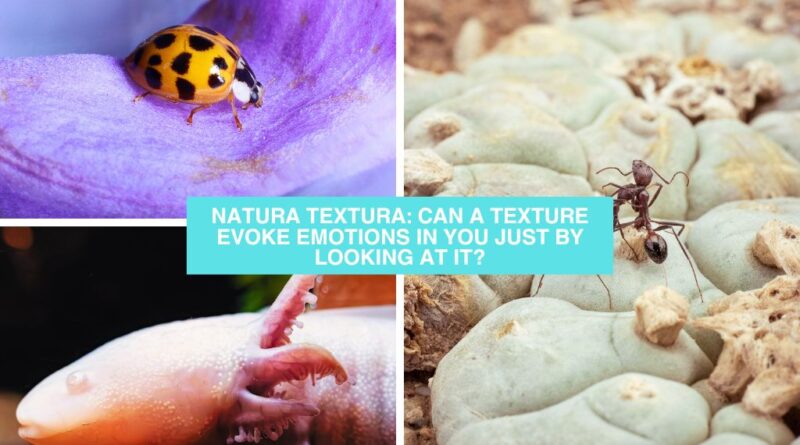 Natura Textura: ¿Puede una textura evocarte emociones con solo mirarla?