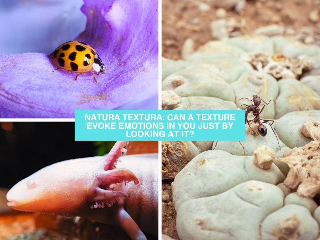 Natura Textura: ¿Puede una textura evocarte emociones con solo mirarla?