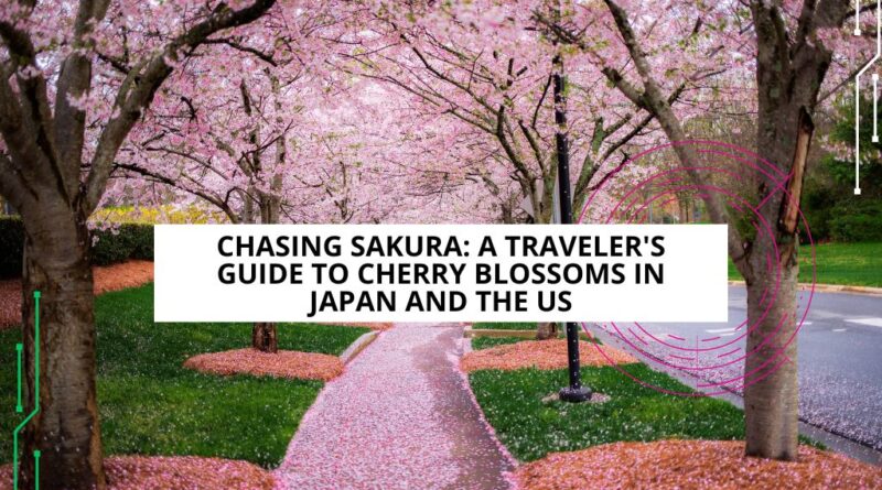 hanami: Dónde encontrar las flores de cerezo